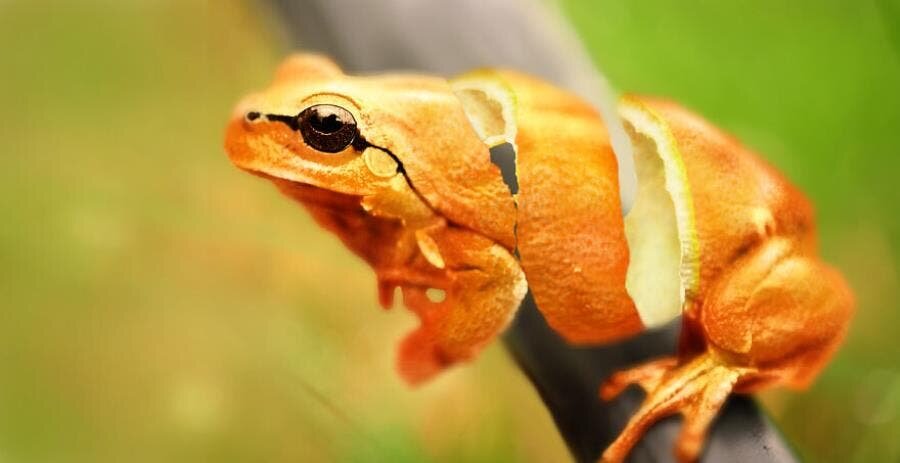 grenouille peau orange