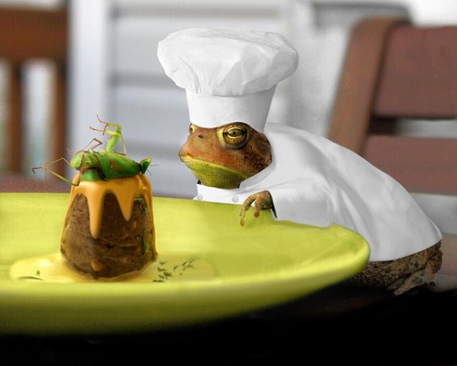 grenouille chef insecte plat assiette