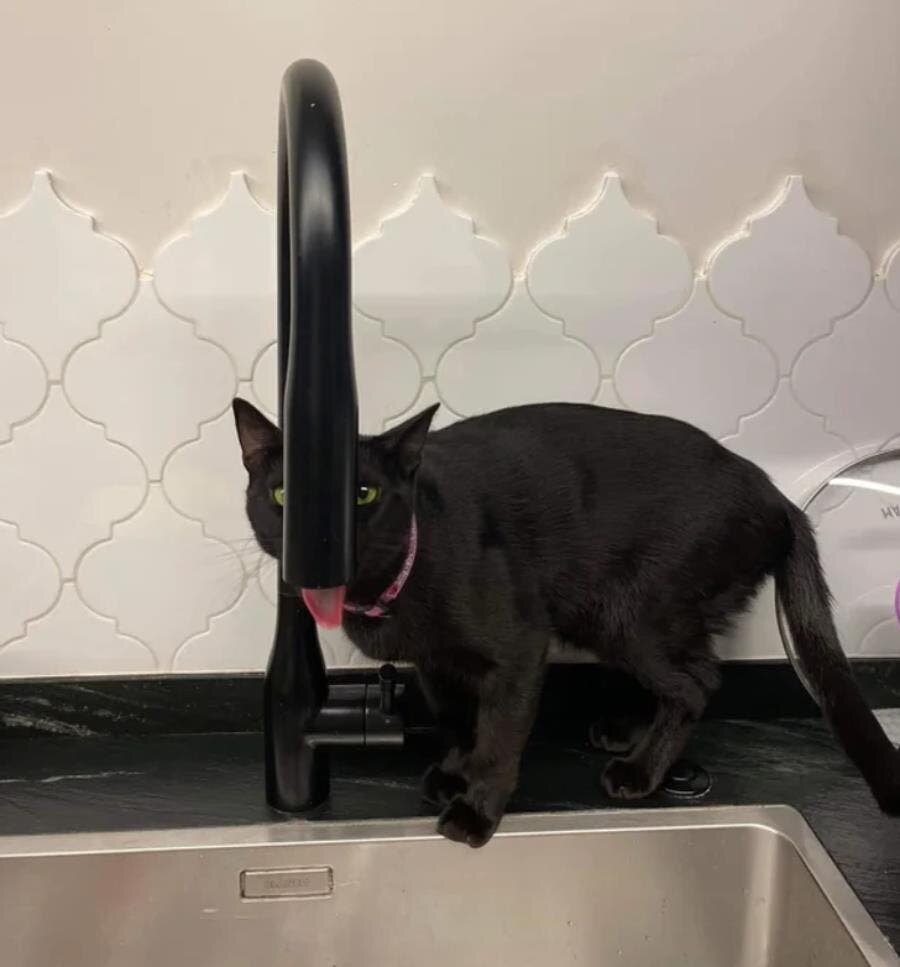 chat lavabo