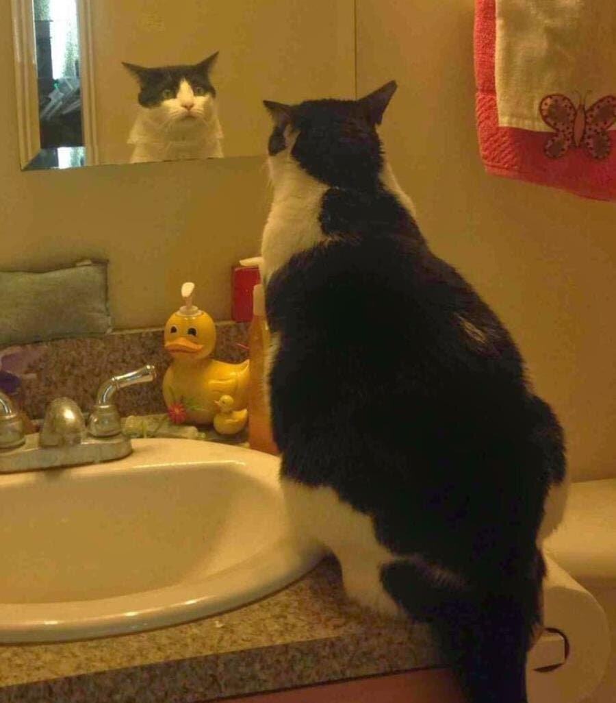 chat salle de bain