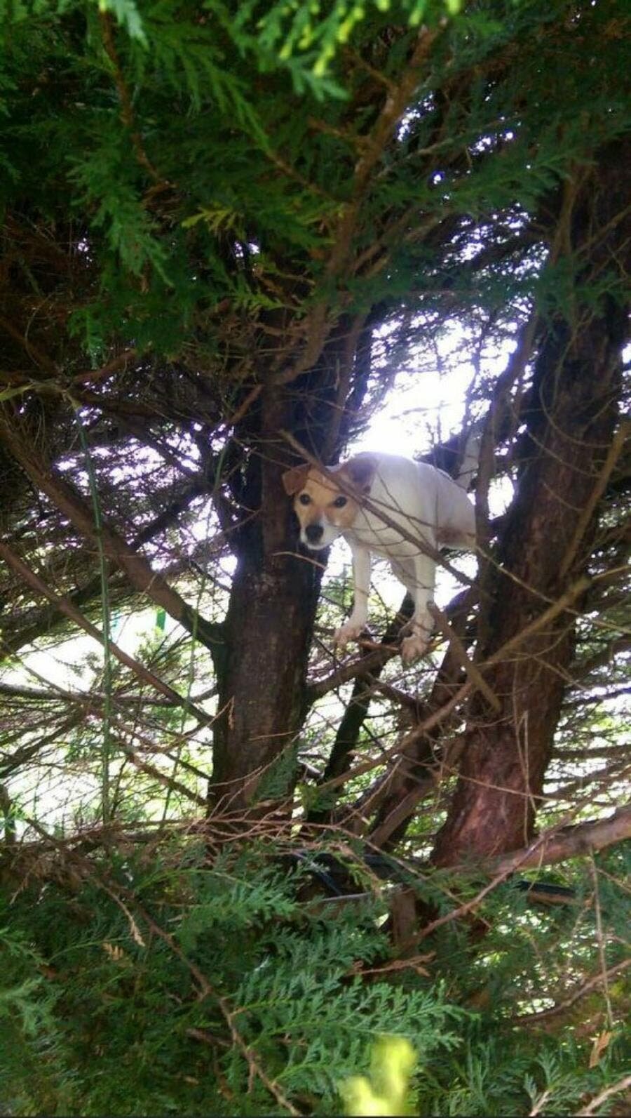 chien arbre 