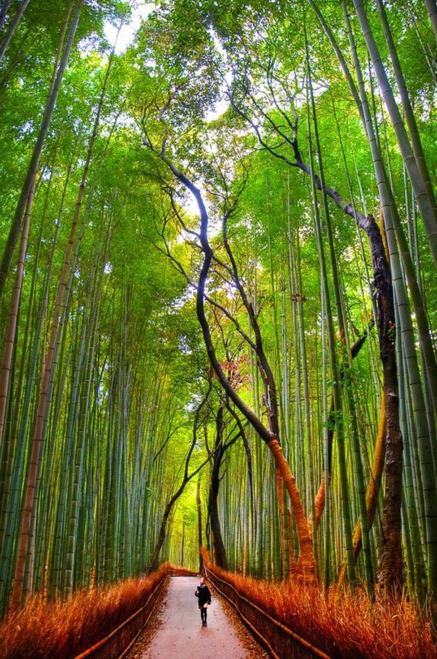 forêt bambous