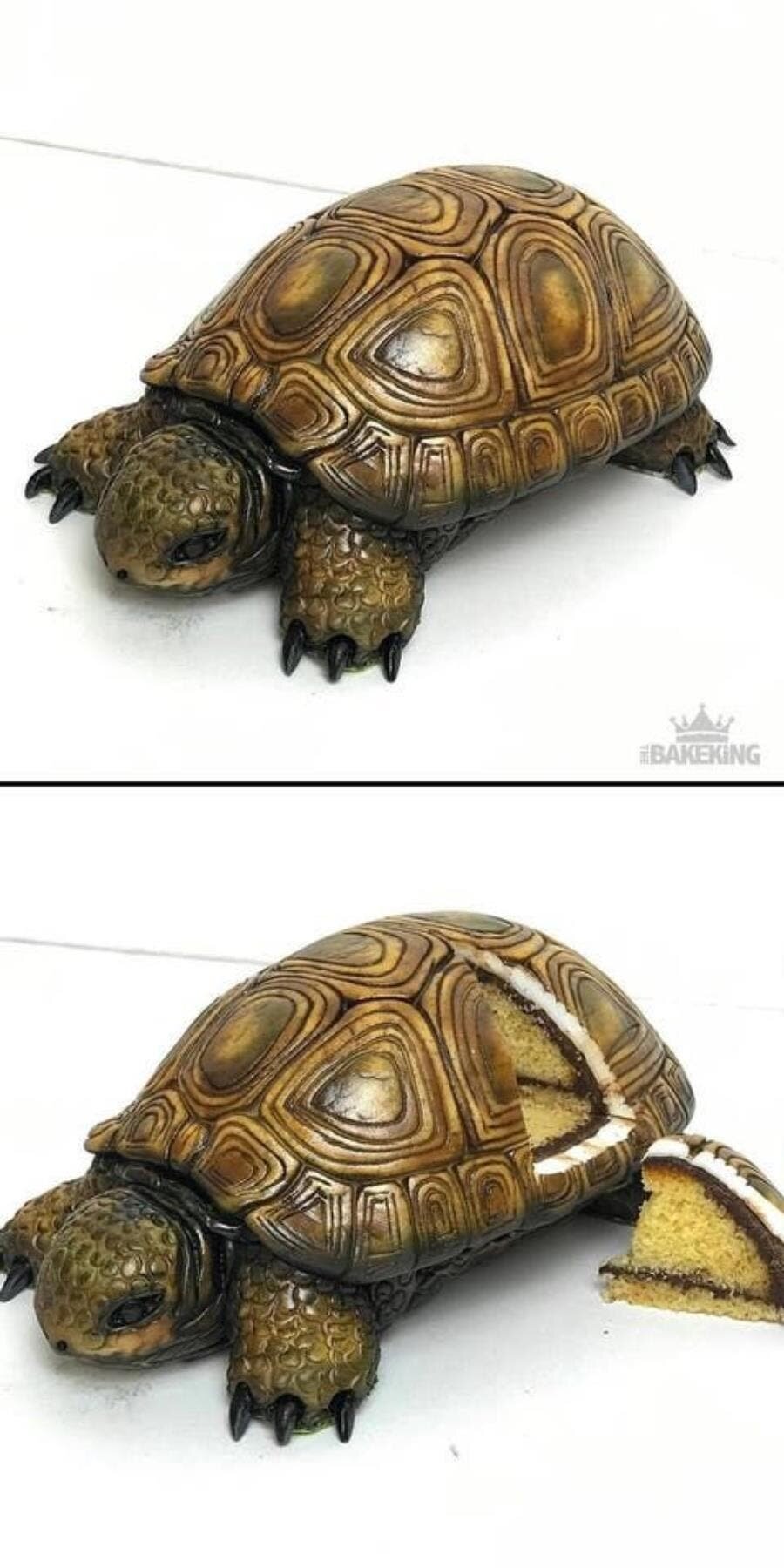 gâteau tortue