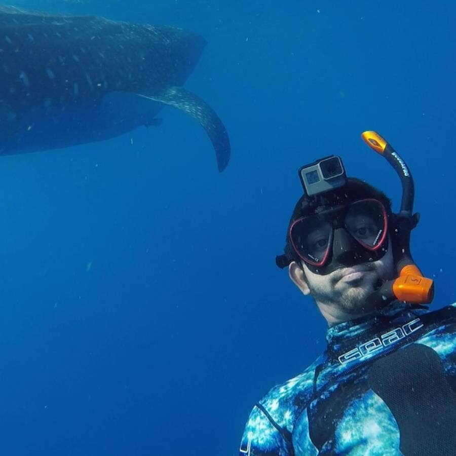 océan plongée requin