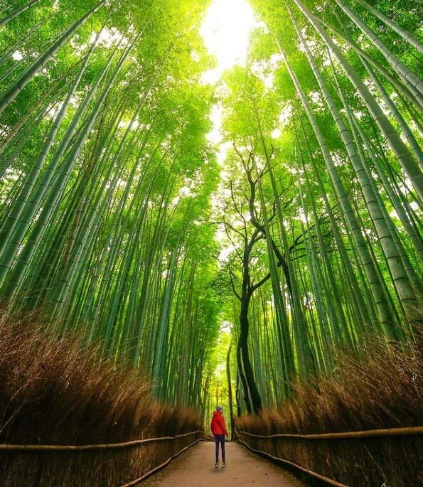 Arbre Vert Beau