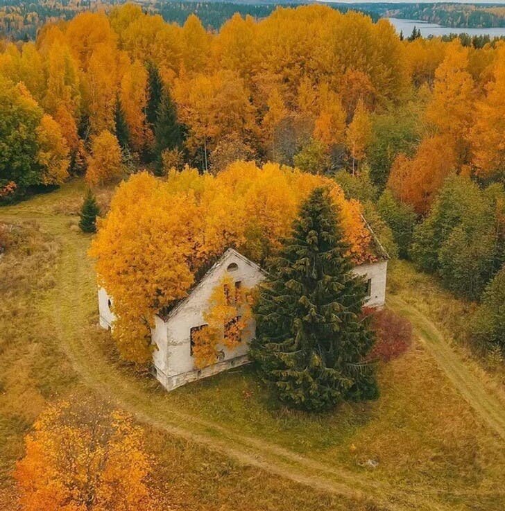 Maison Herbe Arbre Feuille Nature