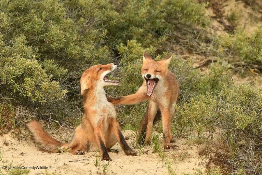 Animaux Rigolade Tranche