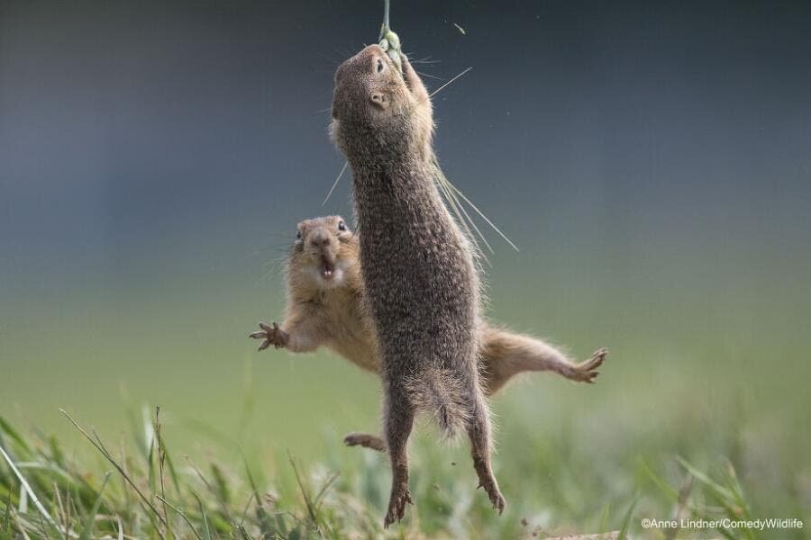 Animaux Rigolade 