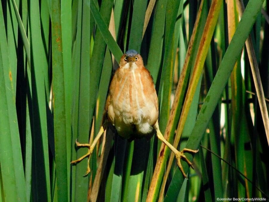 Animaux Rigolade 