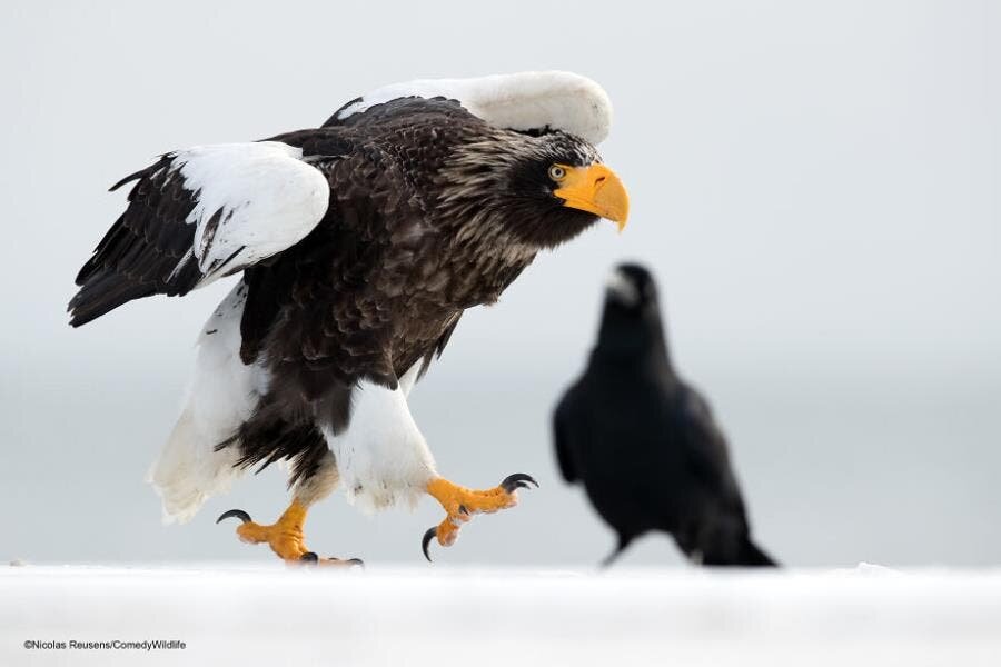 Animaux Rigolade 