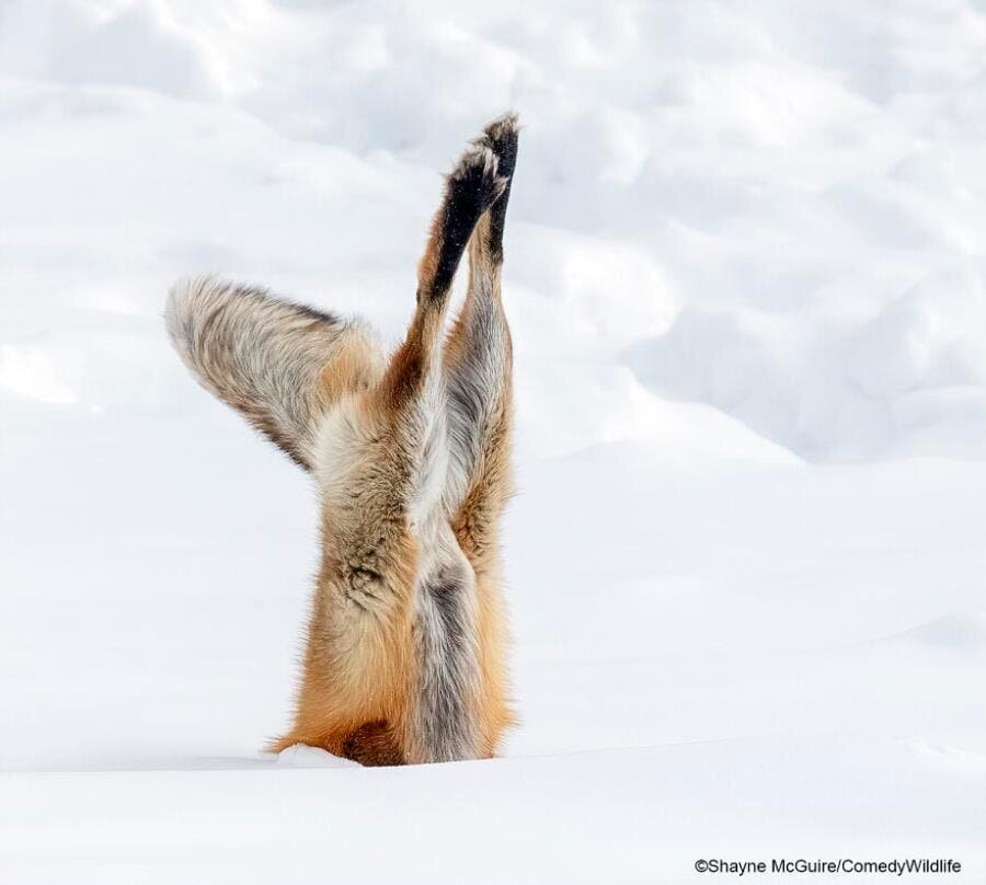 Animaux Rigolade 