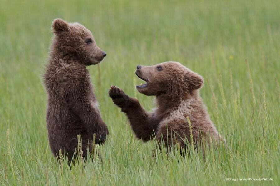 Animaux Rigolade 