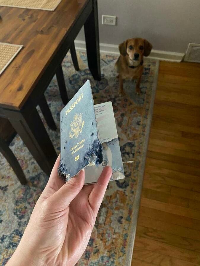 Passeport Chien 