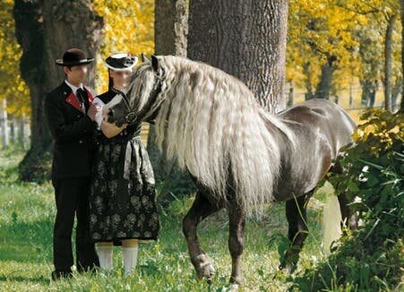 Aujourd?hui, on voulait faire un zoom sur ces chevaux admirés pour leur beauté, pour lesquels il est difficile de résister mais surtout qui sont en voie de disparition. Une sorte d?hommage à cette race dite « Trait » à la crinière que beaucoup rêveraient d?avoir. Voici donc 8 faits sur ces chevaux de la Forêt Noire d?Allemagne. 1. Une épaisse crinière dorée qui contraste merveilleusement bien avec sa robe châtain. Nous aussi on veut la même !