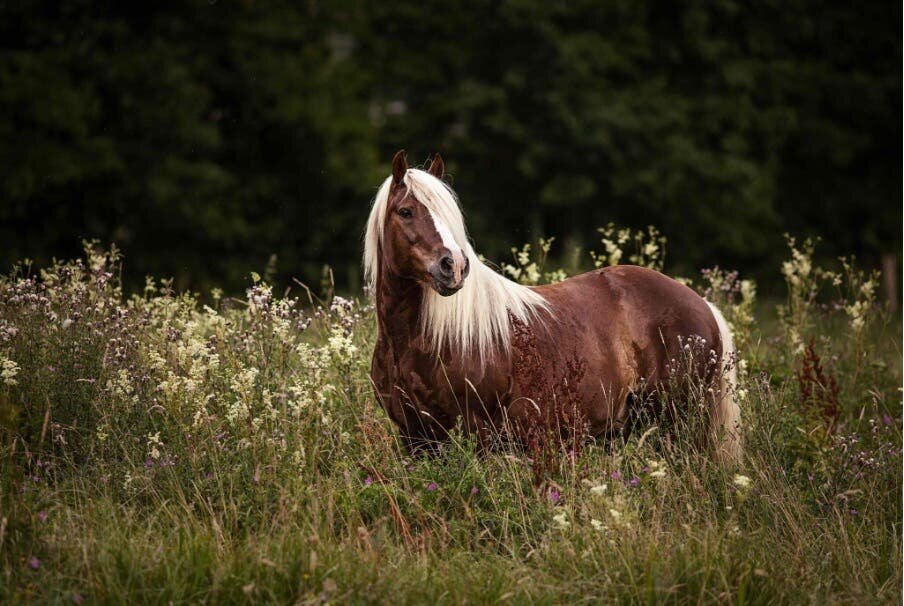 cheval marron et très grand