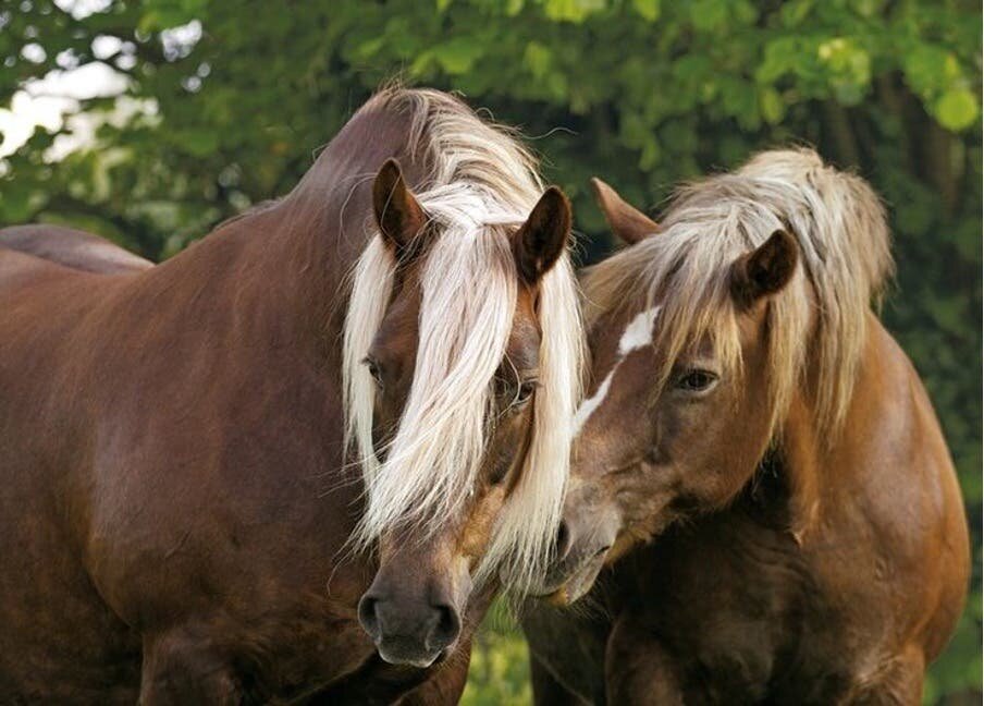 cheveux amoureux