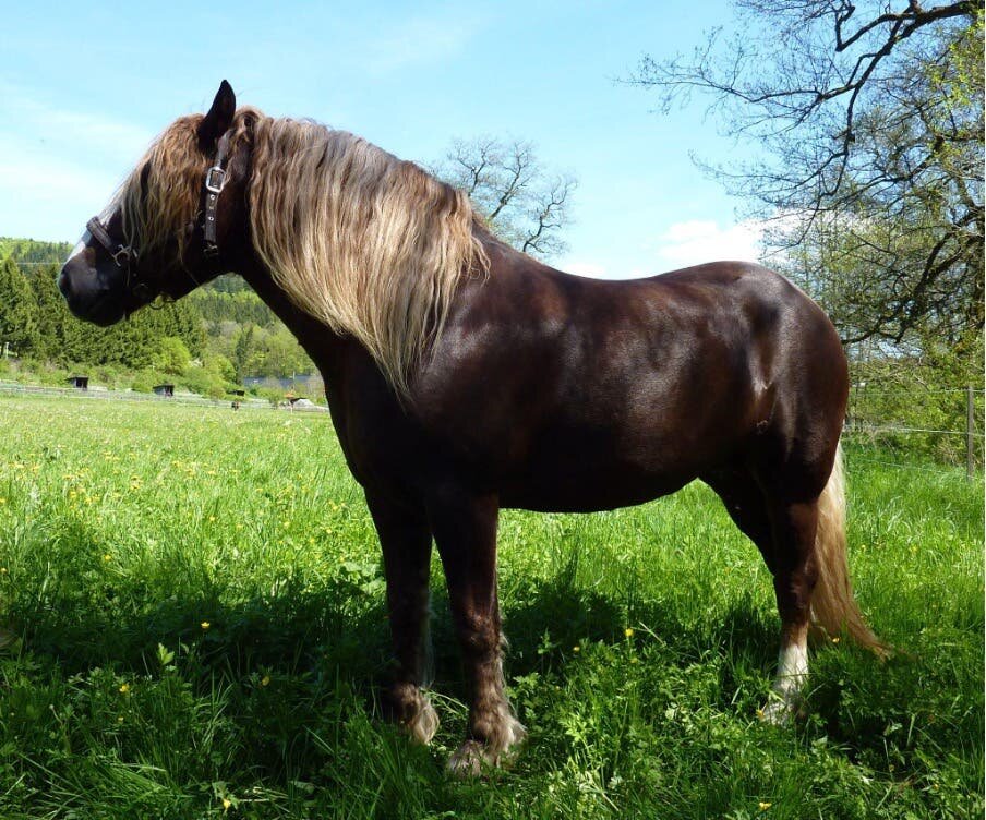 Les chevaux de la Forêt Noire 