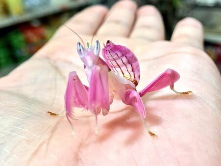 une mante orchidée de couleur rose pétant