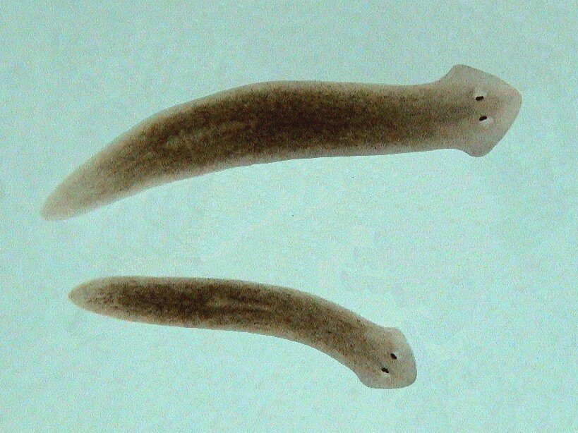 Animal immortel planaria