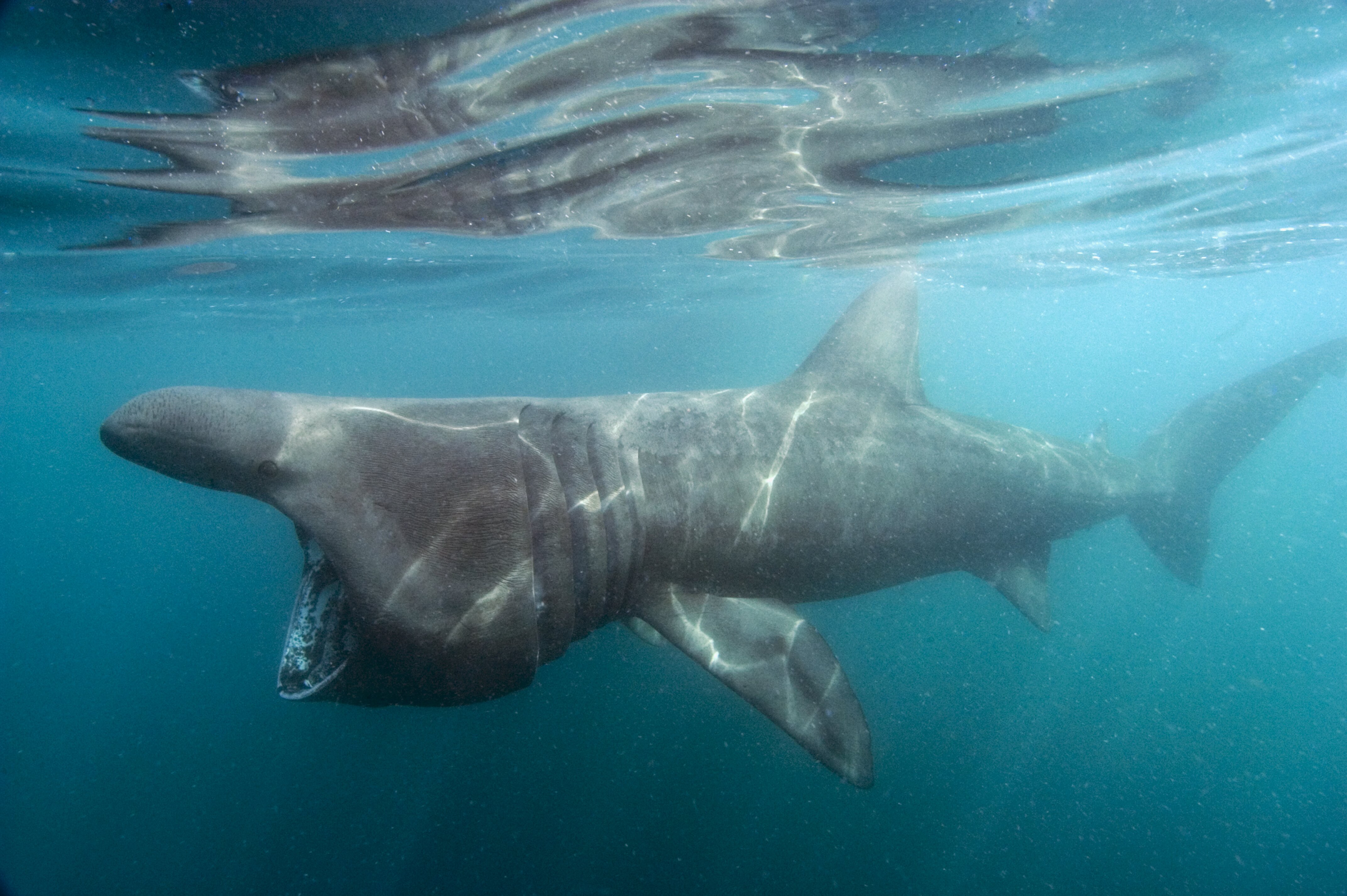 Animal immortel requin du Groenland