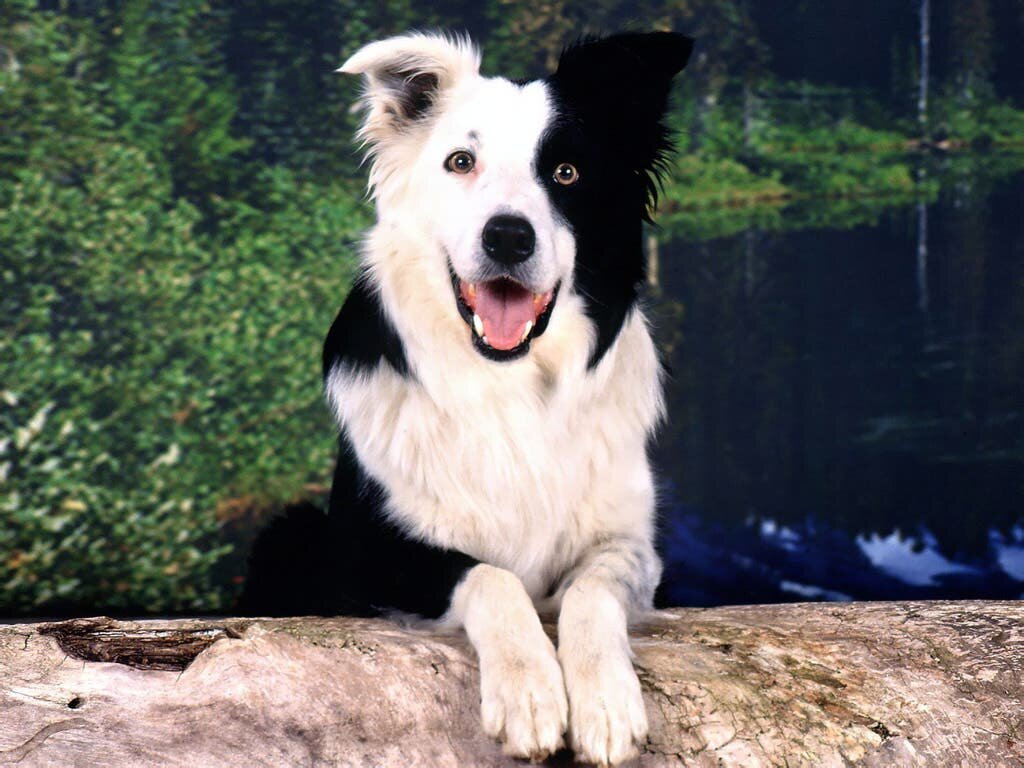 Un Border collie