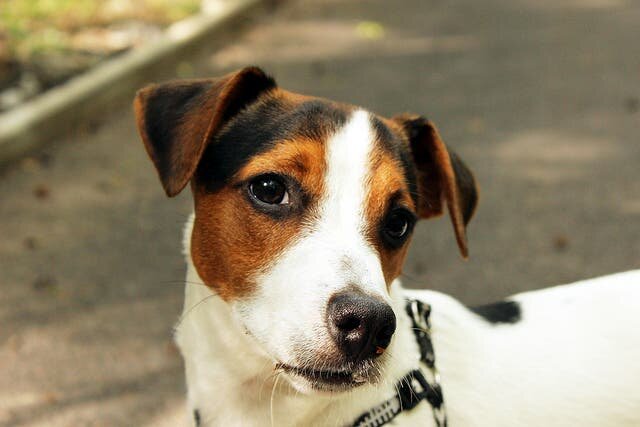 Le Jack Russel