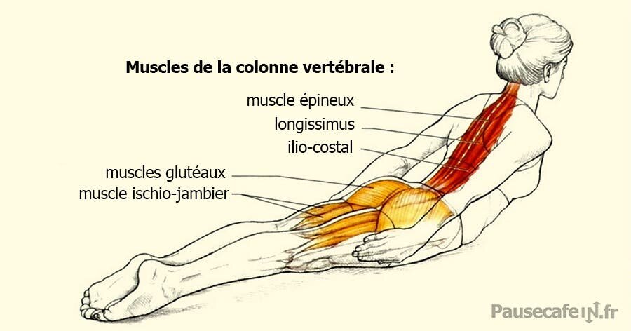 Exercice de musculation du dos