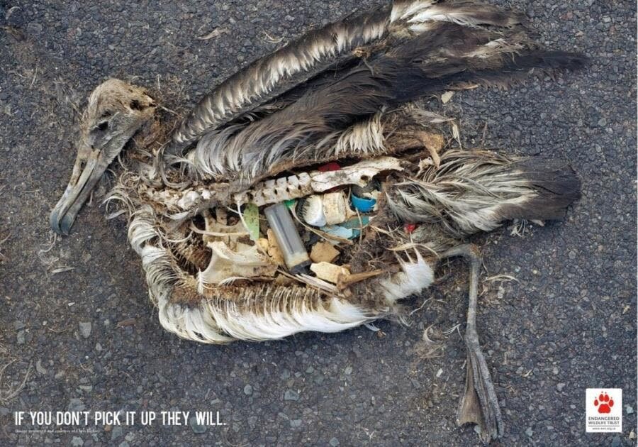 le cadavre d'un oiseau mort rempli d'ordures