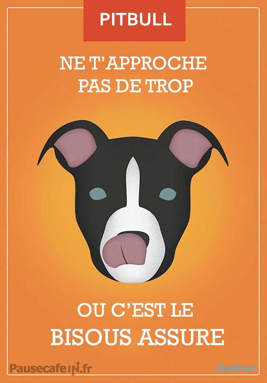 un pitbull dessiné 