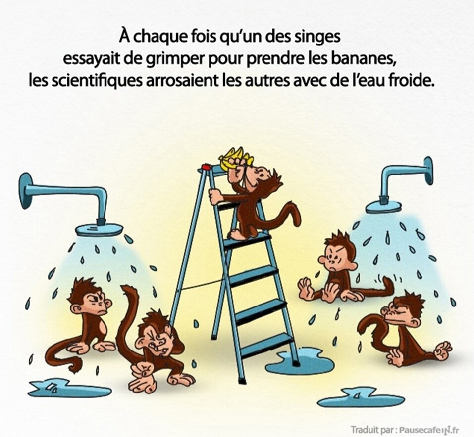 singes, expÃ©rience, science, sociÃ©tÃ©