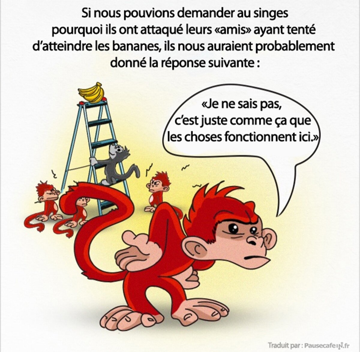 singes, expÃ©rience, science, sociÃ©tÃ©