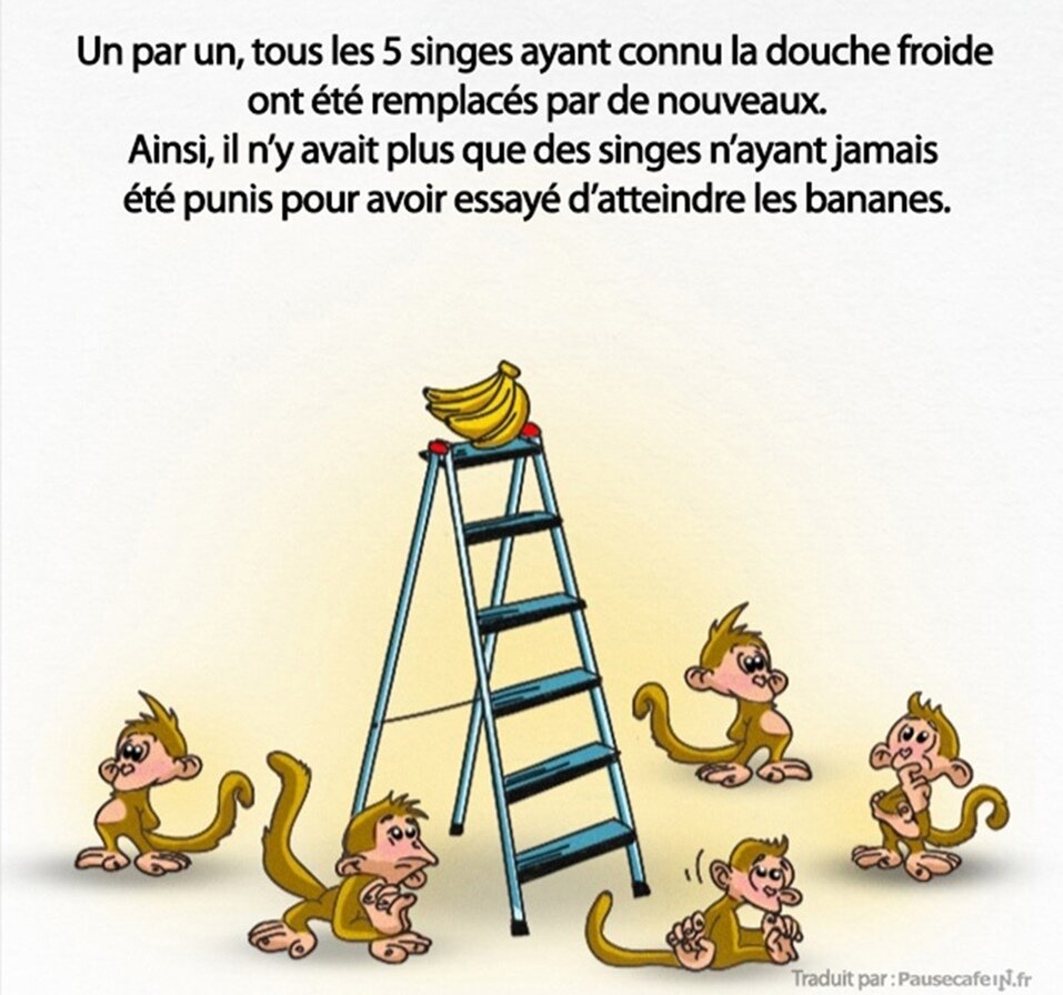 singes, expÃ©rience, science, sociÃ©tÃ©