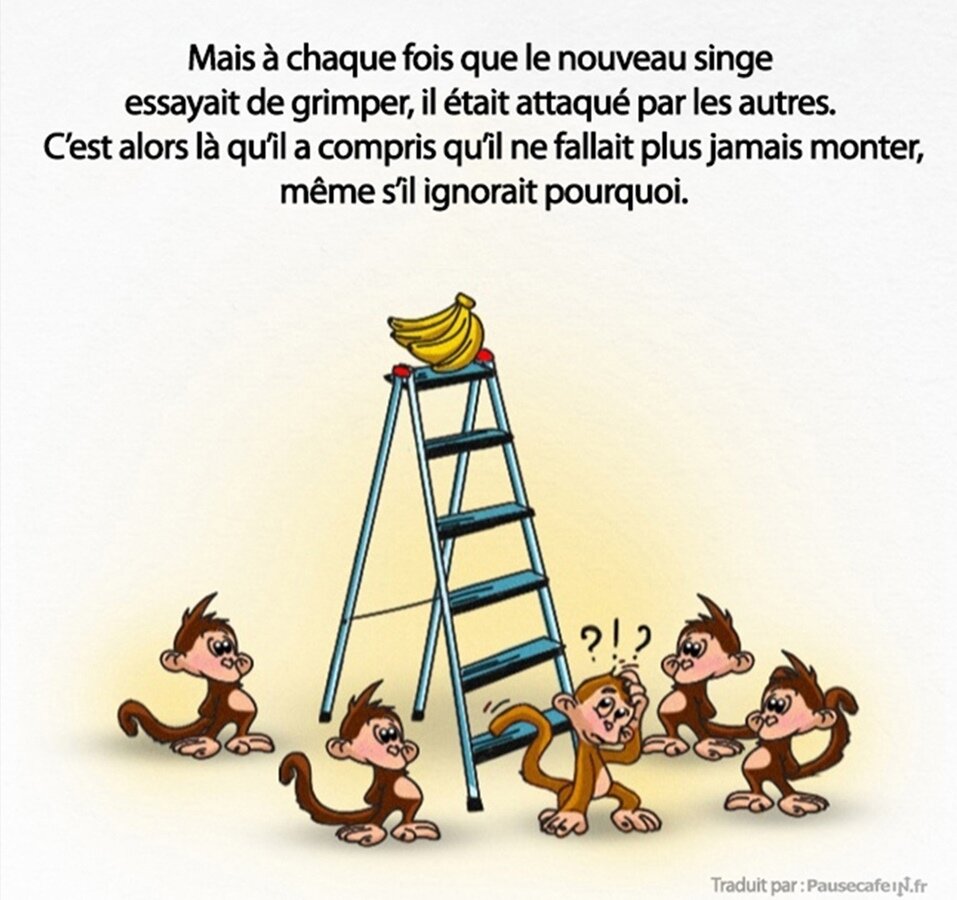 singes, expÃ©rience, science, sociÃ©tÃ©