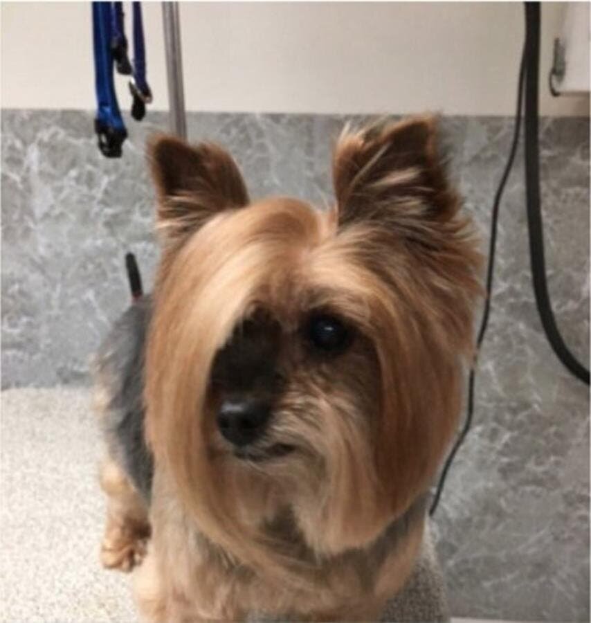 chien coupe cheveux