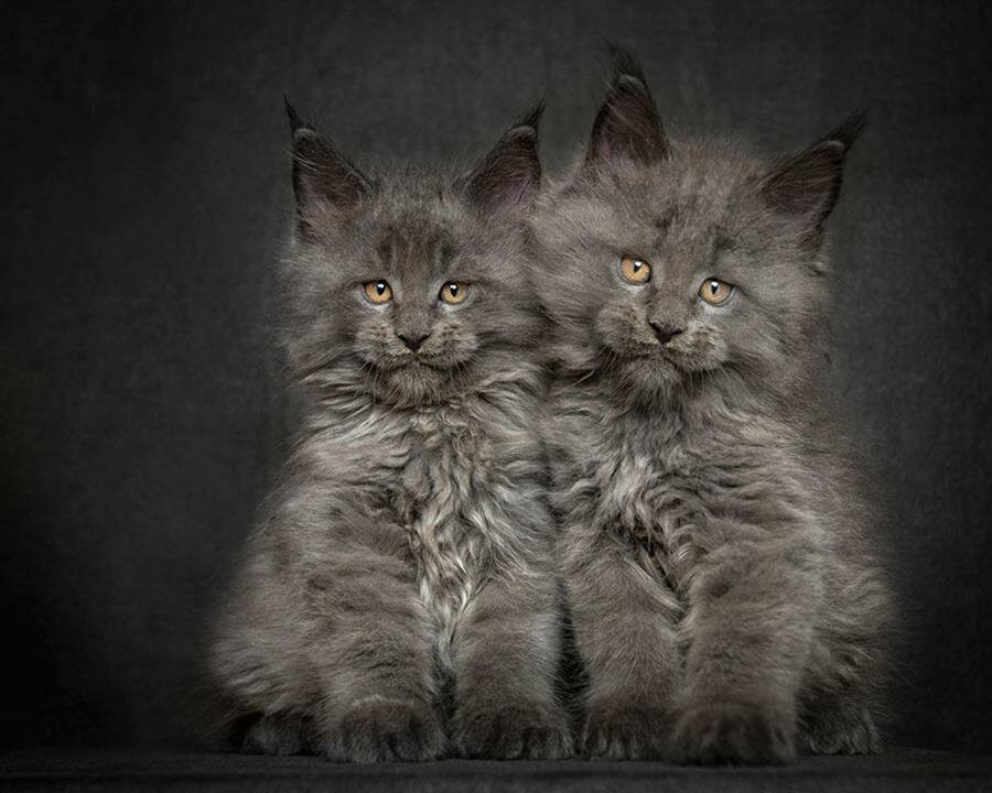 chatons gris