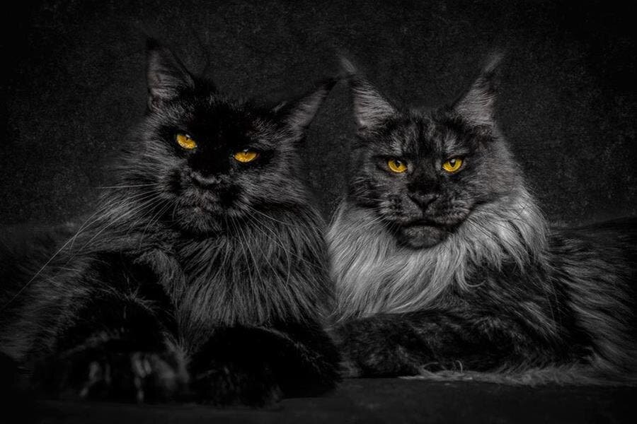 chats noirs