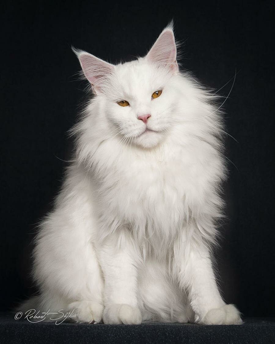 maine coon blanc