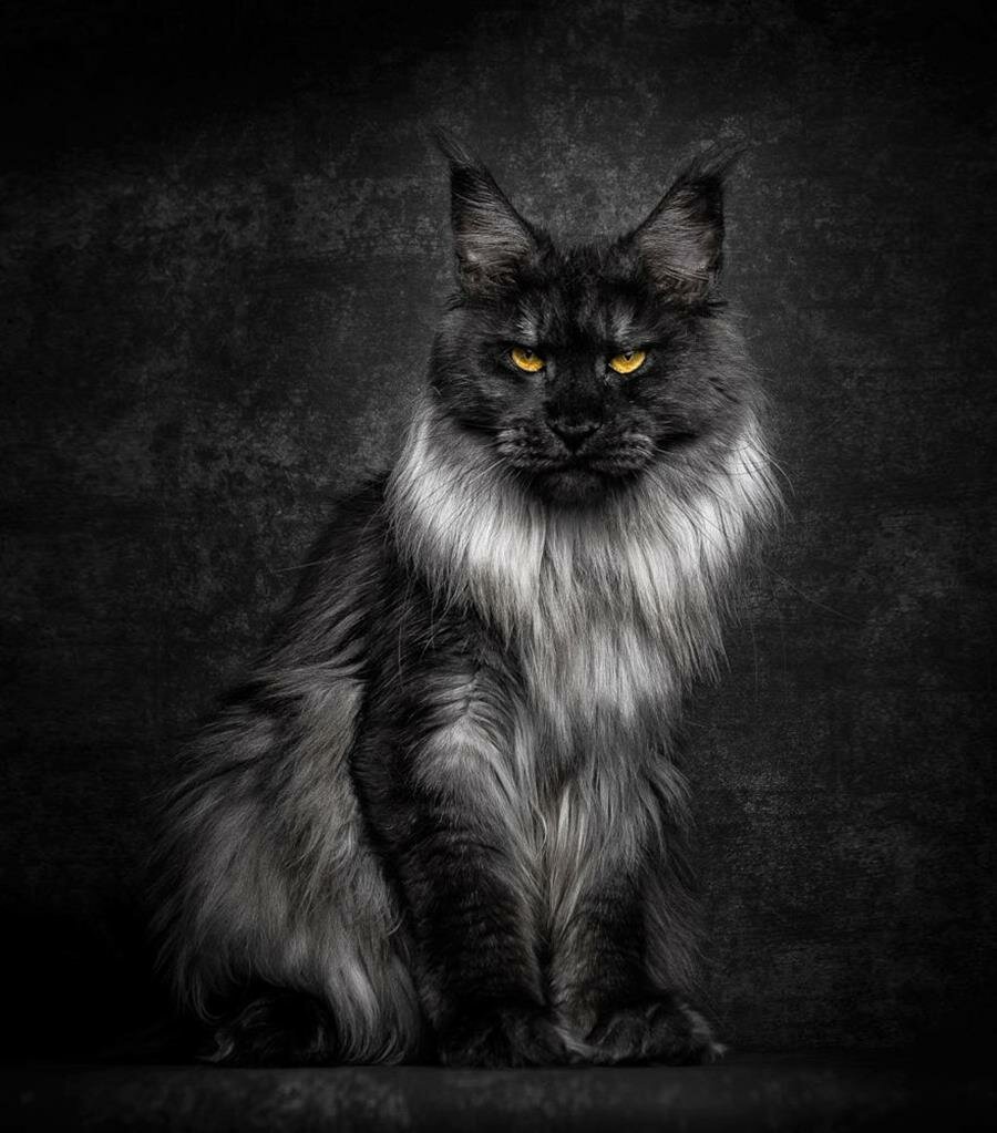 maine coon noir