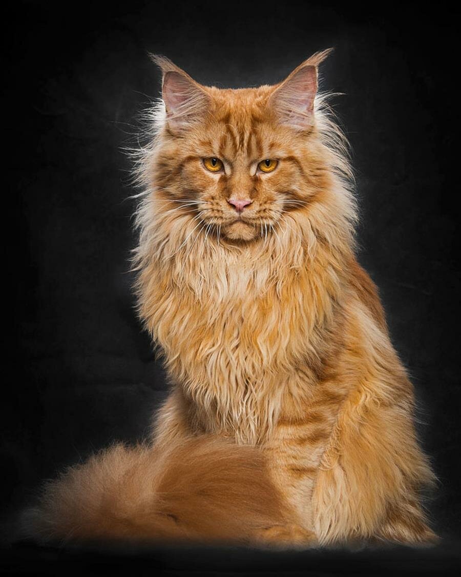 maine coon