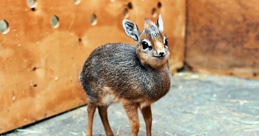 Dik-Dik Baby picture