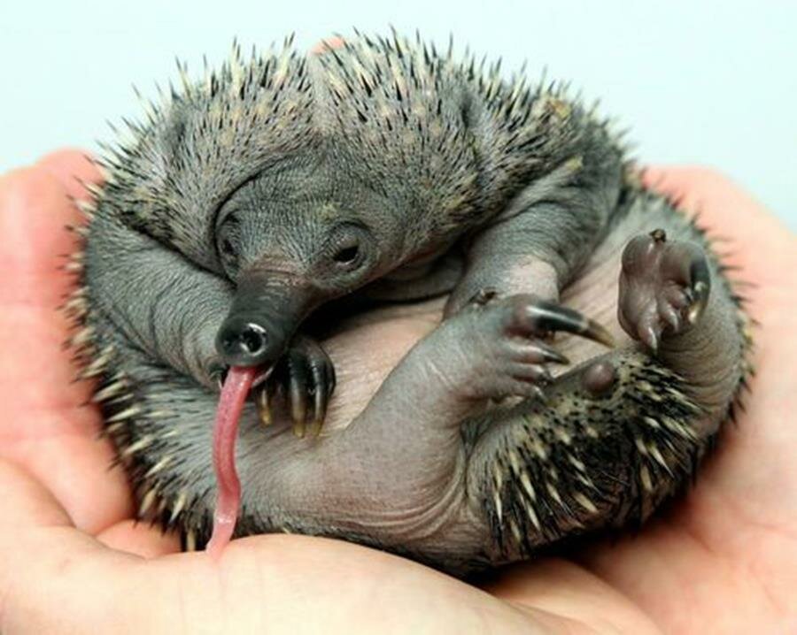 Echidna Puggle Baby picture