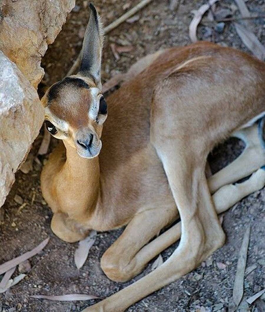 Gerenuk Calf Baby picture