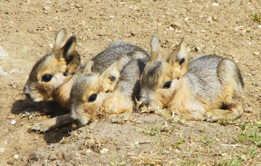 Patagonian Mara Baby picture