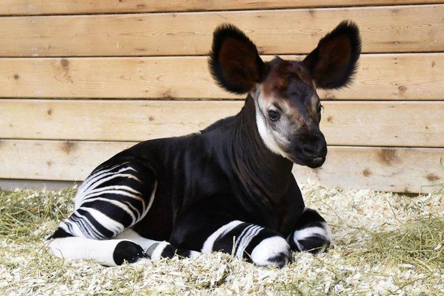 Okapi Baby picture