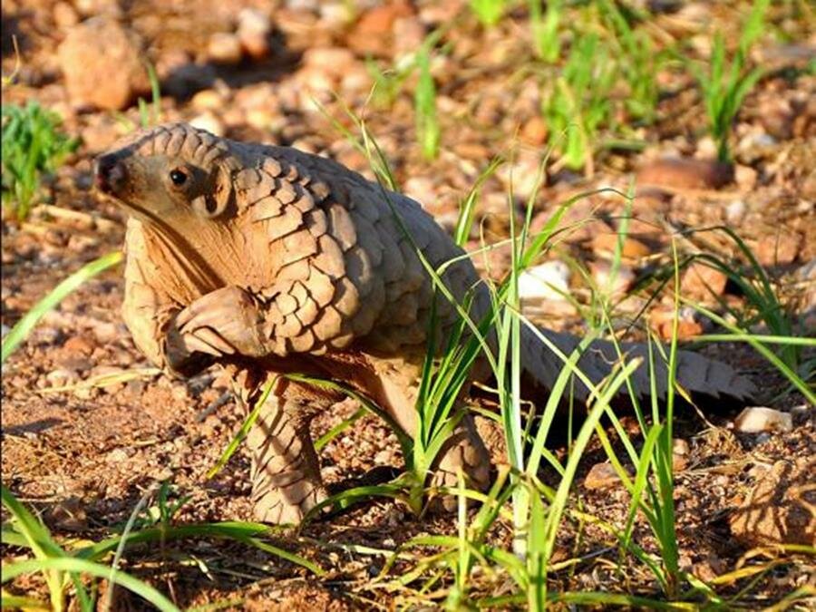 Pangolin Baby picture