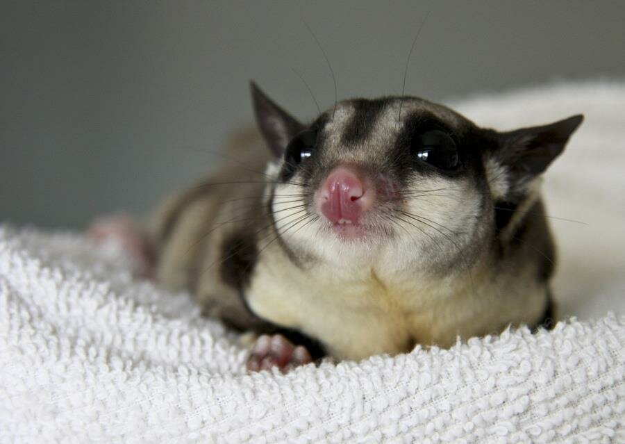 Sugarglider Baby picture