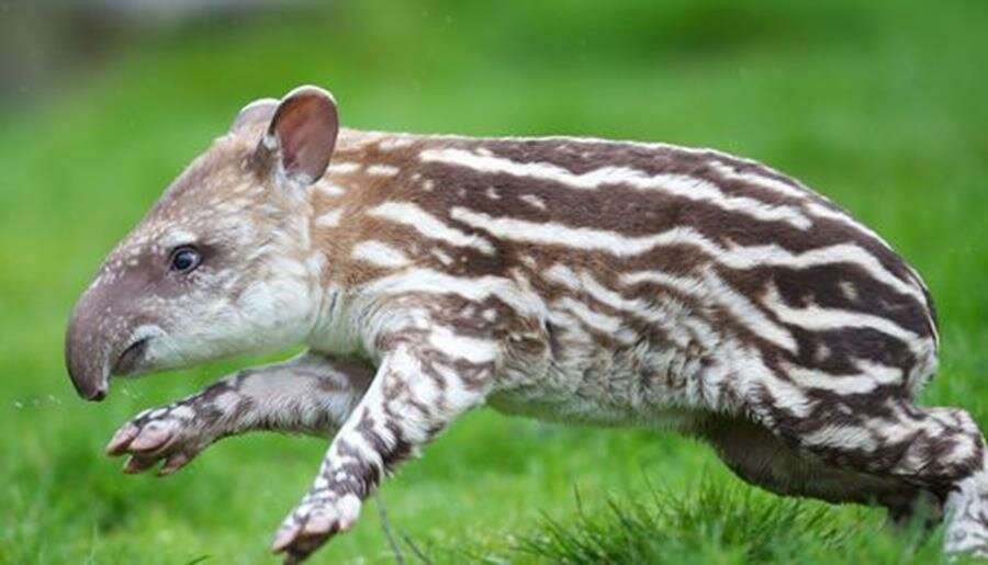 Tapir Baby picture