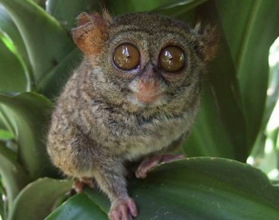 Tarsier Baby picture