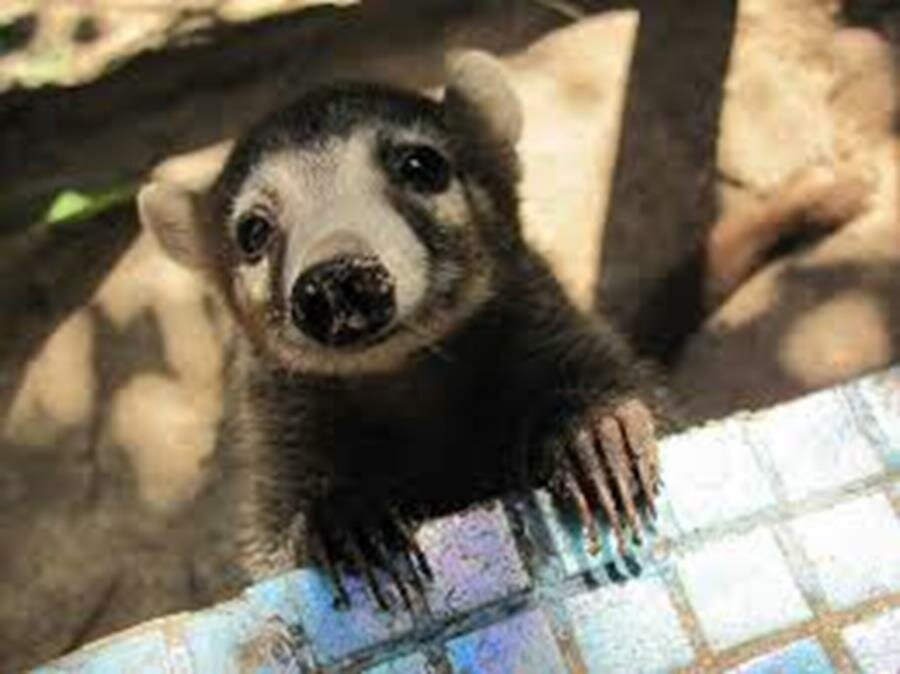 White-Nosed Coati Baby picture