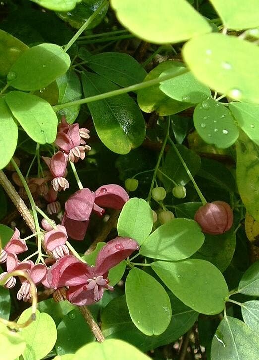 akebia, fruits